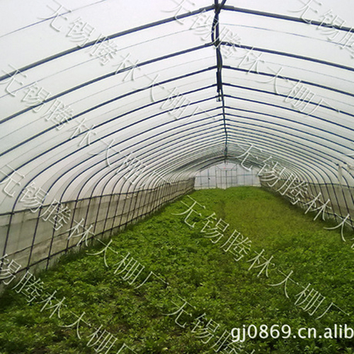 建一畝草莓大棚產量