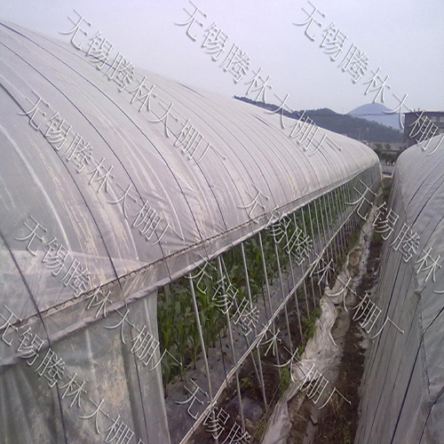 大棚草莓的棚規格