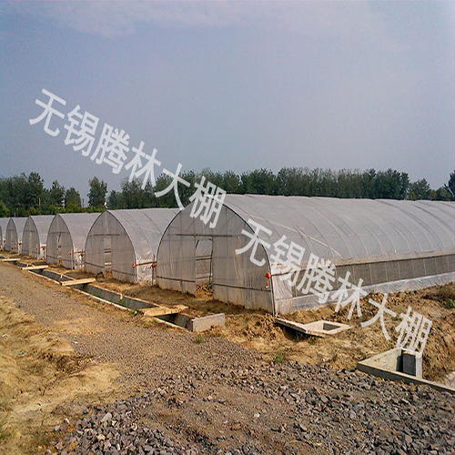 現代農業大棚